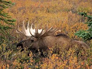 Olympus: starker Elchbulle in herbstlicher Tundra OLYMPUS
