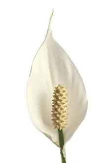 Spathiphyllum: Starlight Flower / Peace Lily / White Sails