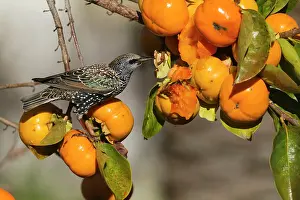 Persimmon: Starling