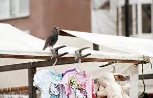 Stall: Starling