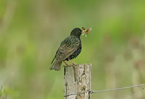 Cinnabar: Starling - adult with food for young consisting