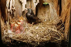 Monica Goth: Starling - adult with young - 3 days old