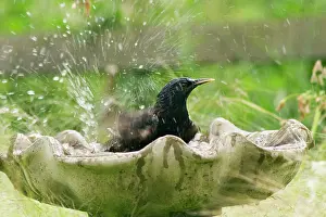 Birdbath: Starling - bathing in birdbath