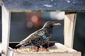 Nancy Jennings: Starling - at bird table