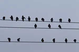 Electric: Starling - birds perched on electric wires - Sweden