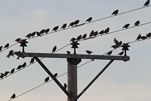 Electric: Starling - birds perched on electric wires - Sweden