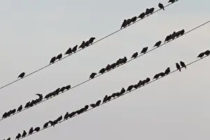 Electric: Starling - birds perched on electric wires - Sweden