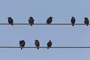 Electric: Starling - birds perched on electric wires - Sweden