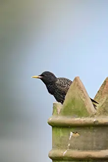 Starling: Starling - on chimney