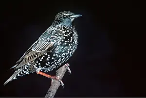 Spots: STARLING - close-up at night