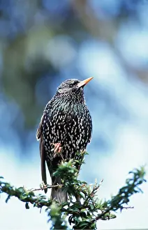 Starlings: STARLING - close-up, perched on tree