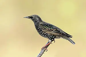 Starling: Starling, Common Starling (Sturnus vulgaris) sitting