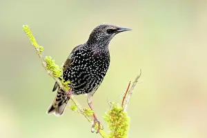 Starling: Starling, Common Starling (Sturnus vulgaris) sitting