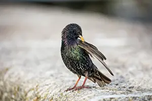 Starling: Starling - With Deformed Beak - Preening - UK