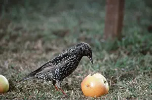 Nancy Jennings: STARLING - eating fallen apple