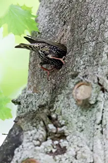 Entering: Starling - entering nest in tree stem
