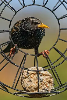 Ball: Starling on a fat ball