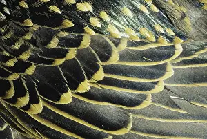 Sturnidae: Starling Feathers