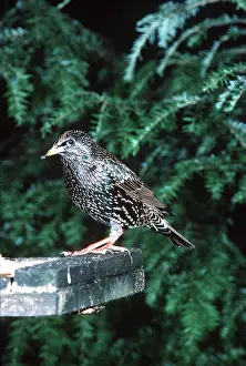 Tables: STARLING - feeding at bird table