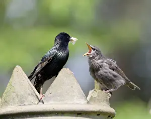 Begging: Starling - feeding youngster on chimney