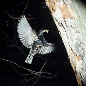 Ursula Curth: Starling - in flight approaching nest with food in beak