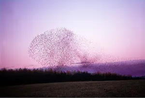 R T Smith: STARLING FLOCK - in flight