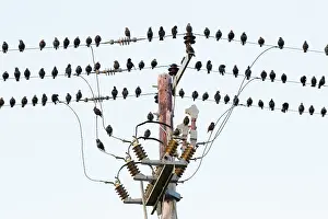 Electric: Starling, flock perched upon electric cables, Holy