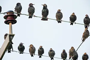 Electric: Starling, flock perched upon electric cables, Holy