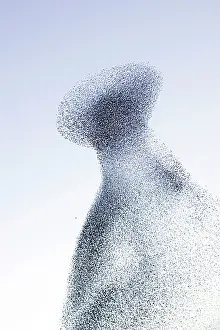 Immense: Starling flock and peregrine falcon - Immense flock