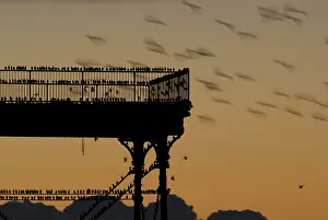 Jake Stephen: Starling flock roosting at sunset