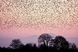 Numbers: Starling flock at sunset