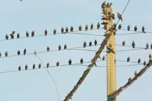 Wires: Starling - Flock on telephone wires, autumn