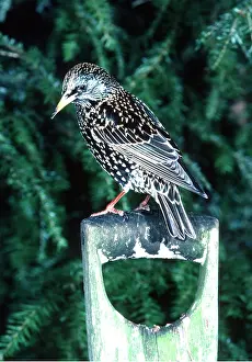 Starlings: STARLING - on garden spade