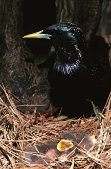 Ludlow: Starling Hatchlings