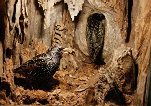 Monica Goth: Starling - hole being cleaned before nest building
