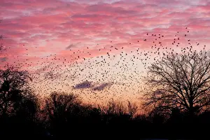 David Kilbey: Starling - A large flock of starlings coming in