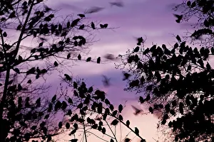 Photographed: Starling - A large flock of starlings coming in