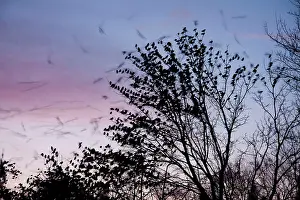 David Kilbey: Starling - A large flock of starlings coming in to roost