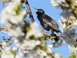 Communications: Starling - male singing in flowering Cherry tree