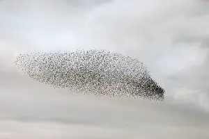 Roy Glen: Starling murmuration in North Yorkshire
