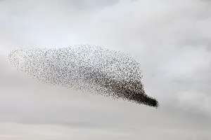Roy Glen: Starling murmuration in North Yorkshire