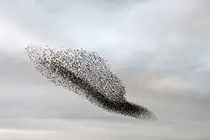 Roy Glen: Starling murmuration in North Yorkshire