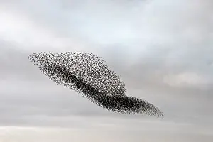 Roy Glen: Starling murmuration in North Yorkshire