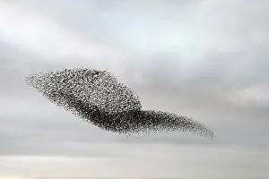 Roy Glen: Starling murmuration in North Yorkshire