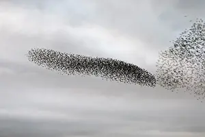 Roy Glen: Starling murmuration in North Yorkshire