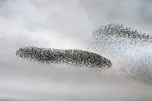 Roy Glen: Starling murmuration in North Yorkshire