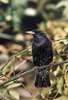 Starlings: STARLING - perched on branch