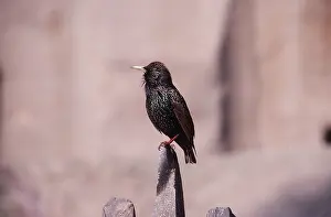 Starlings: STARLING - perched on rock