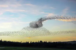 Starlings: Starling Roost - Cornwall - UK