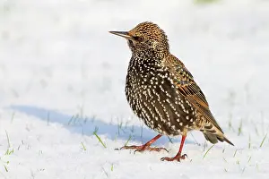Wildlfe: Starling - in snow